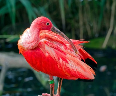Scarlet ibises