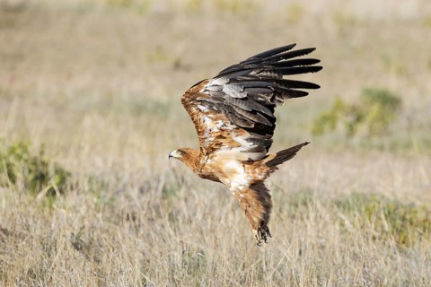 Tawny Eagle