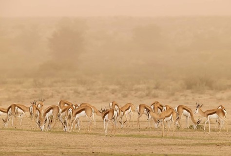 Springbok