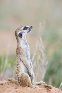 Suricate