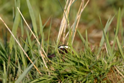 Garganey