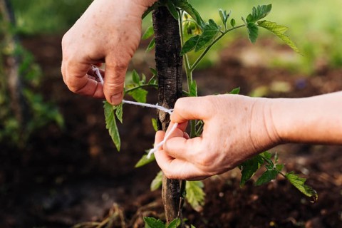Close up staking plant