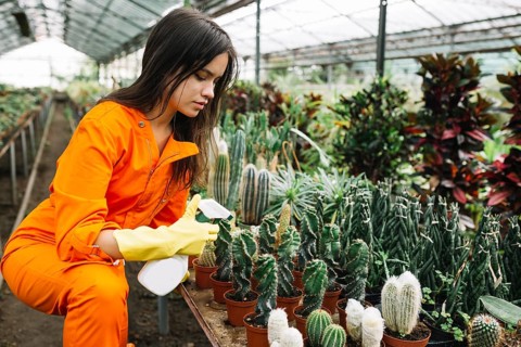 Young female gardener spraying water succulent plants greenhouse