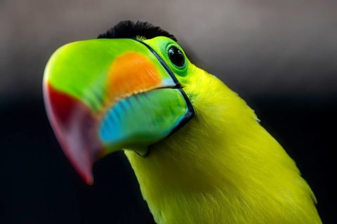 Keel-billed toucan