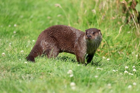 European otter