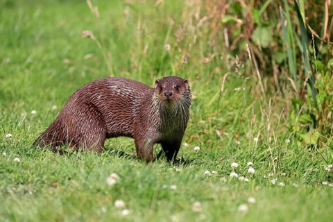 European otter