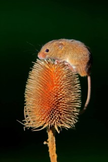 Eurasian harvest mouse