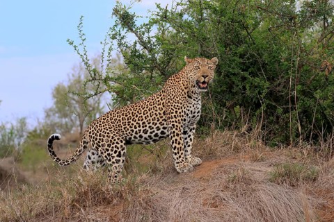 Leopard