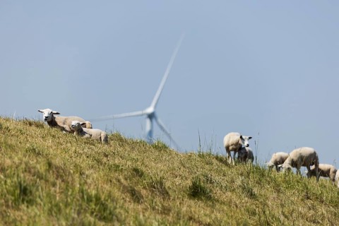A flock of sheep