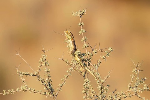 Ground Agama