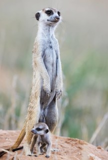 Suricate