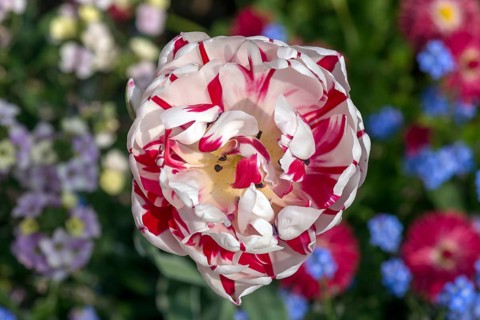 Tulip blossom