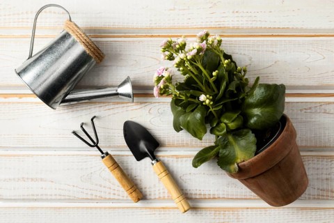 Watering can flower pot