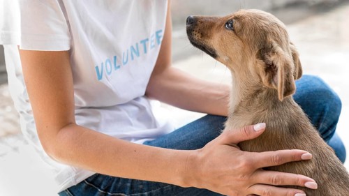 Side view rescue dog loving affection receives from woman shelter