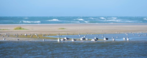 Seagulls on the beach