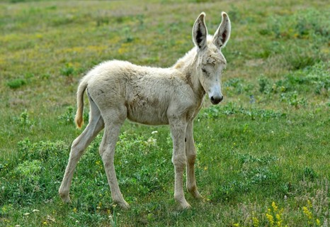 Foal of the Austro-Hungarian White Baroque Donkey