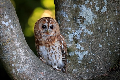 Tawny owl