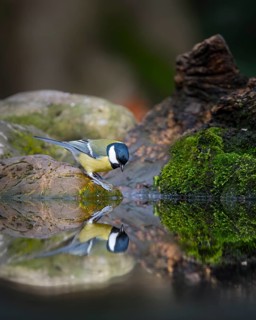 Great tit