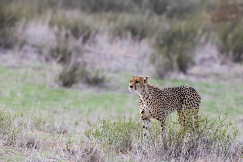 Cheetah