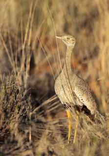 Northern Black Korhaan