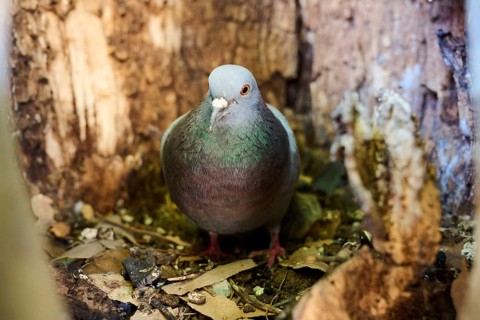 Feral pigeon