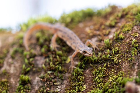Common newt