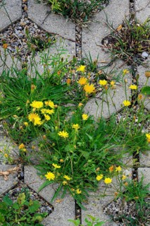 Paving with culvert for nature