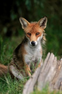 Red fox
