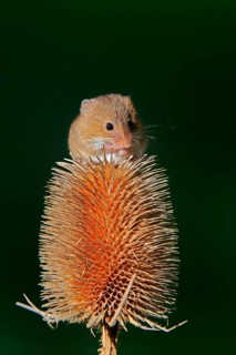 Eurasian harvest mouse
