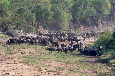 Cape buffalo