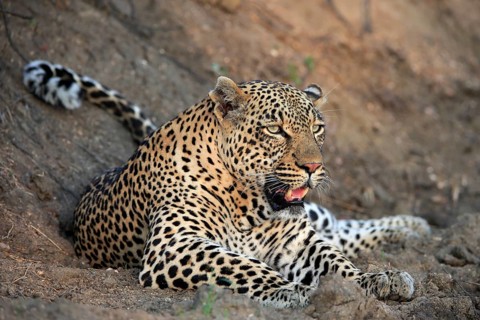Leopard