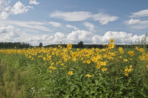 Jerusalem artichoke