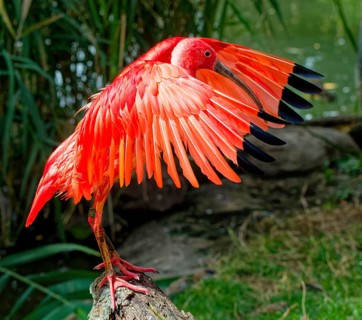 Scarlet ibises
