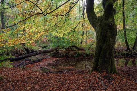 Beech forest in autumn