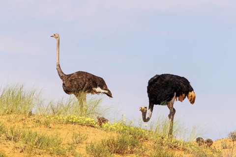 Ostrich