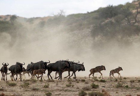 Blue Wildebeest
