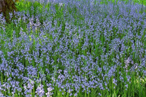 Blooming bluebells