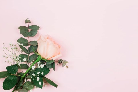 Gypsophila rose flower corner pink background