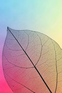 Vibrant colored transparent fall leaf