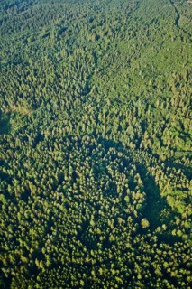 Aerial view over the forests near Woerth an der Donau