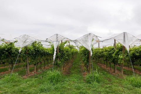 Vineyard covered with protective nets