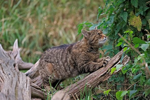 European wildcat