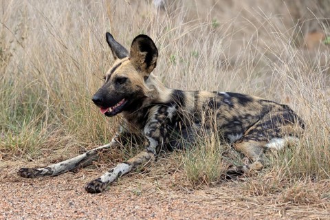 African wild dog