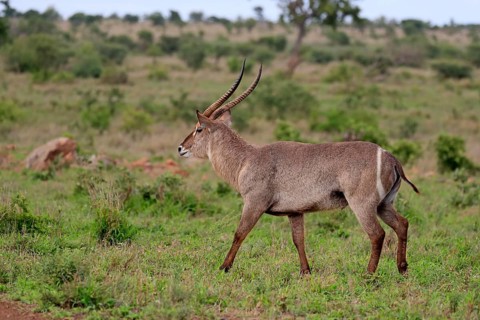Ellipsen waterbuck