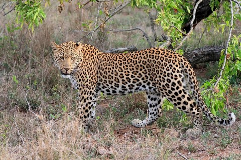 Leopard