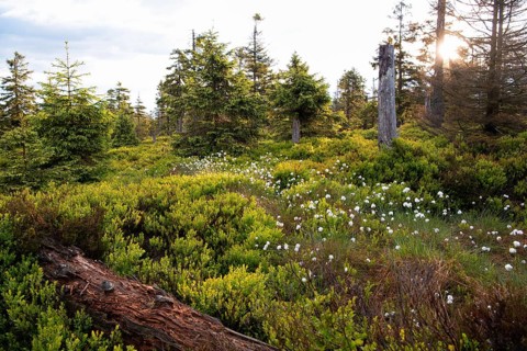 Moor in summer
