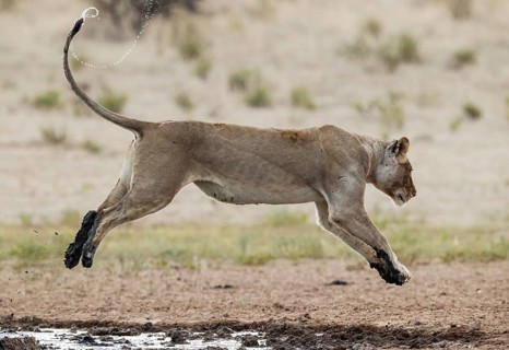 Lion