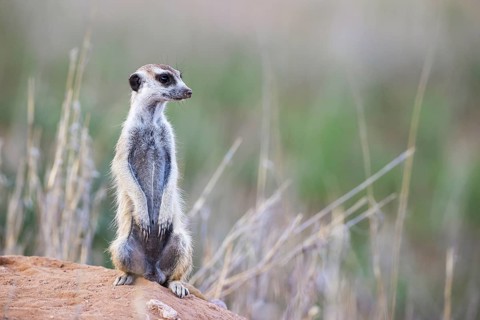 Suricate