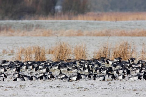 Barnacle Goose