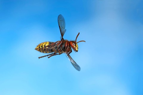 European hornet